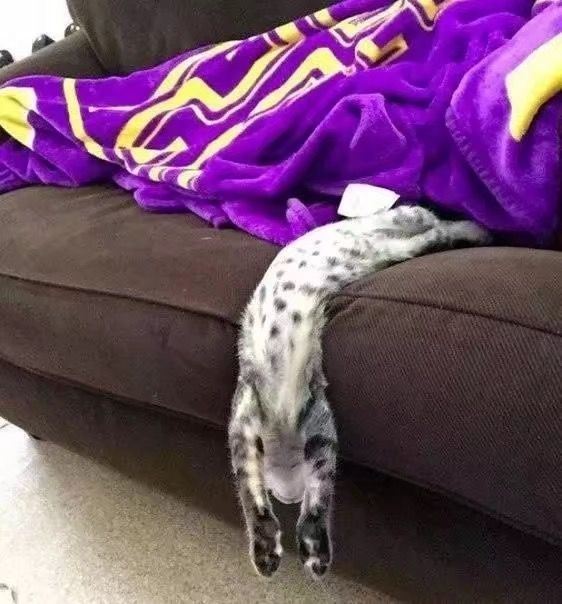 法国研究者证明猫是液体荣获诺贝尔物理学奖