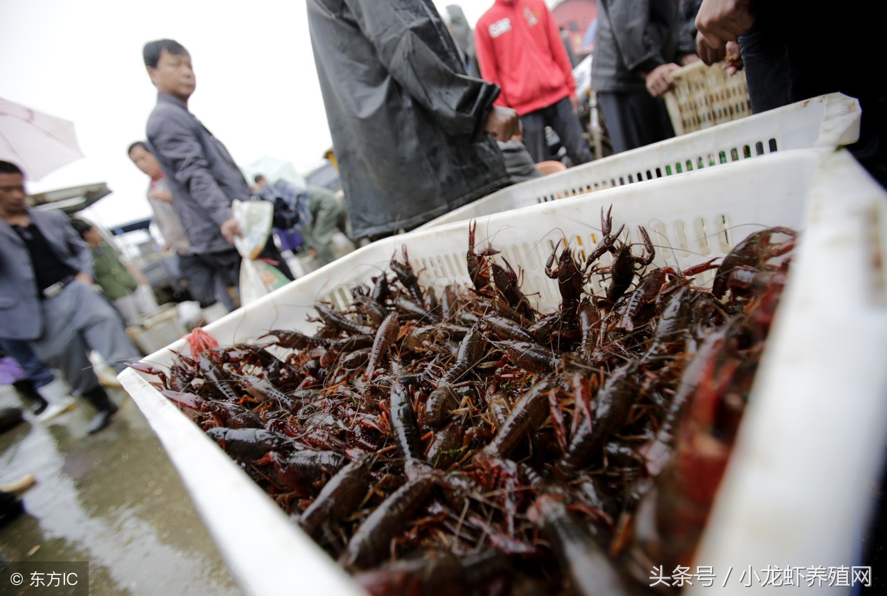 小龙虾养殖技术学习视频,小龙虾的养殖技术新手入门