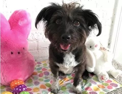 无法接受狗狗离开自己,主人抛弃狗狗狗狗嚎啕大哭