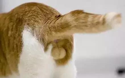 宠物绝育手术一般有哪些项目,宠物必须要做绝育吗