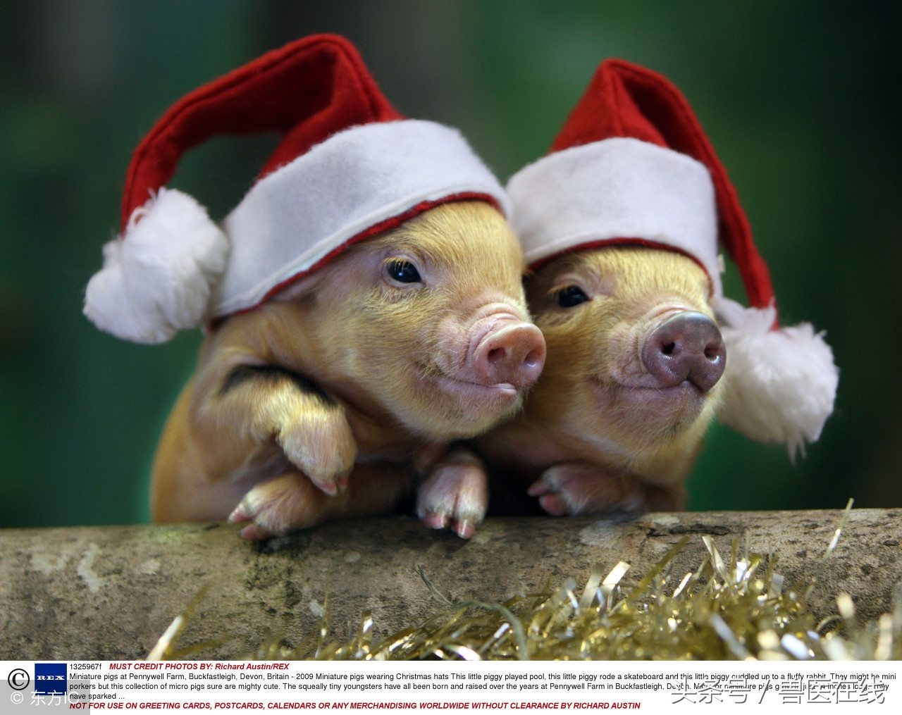 如何给猪补充微量元素？污染环境的方法绝对不能用！