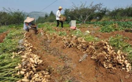 花生控旺第一次与第二次最少几天,多效唑在花生上控旺几天见效