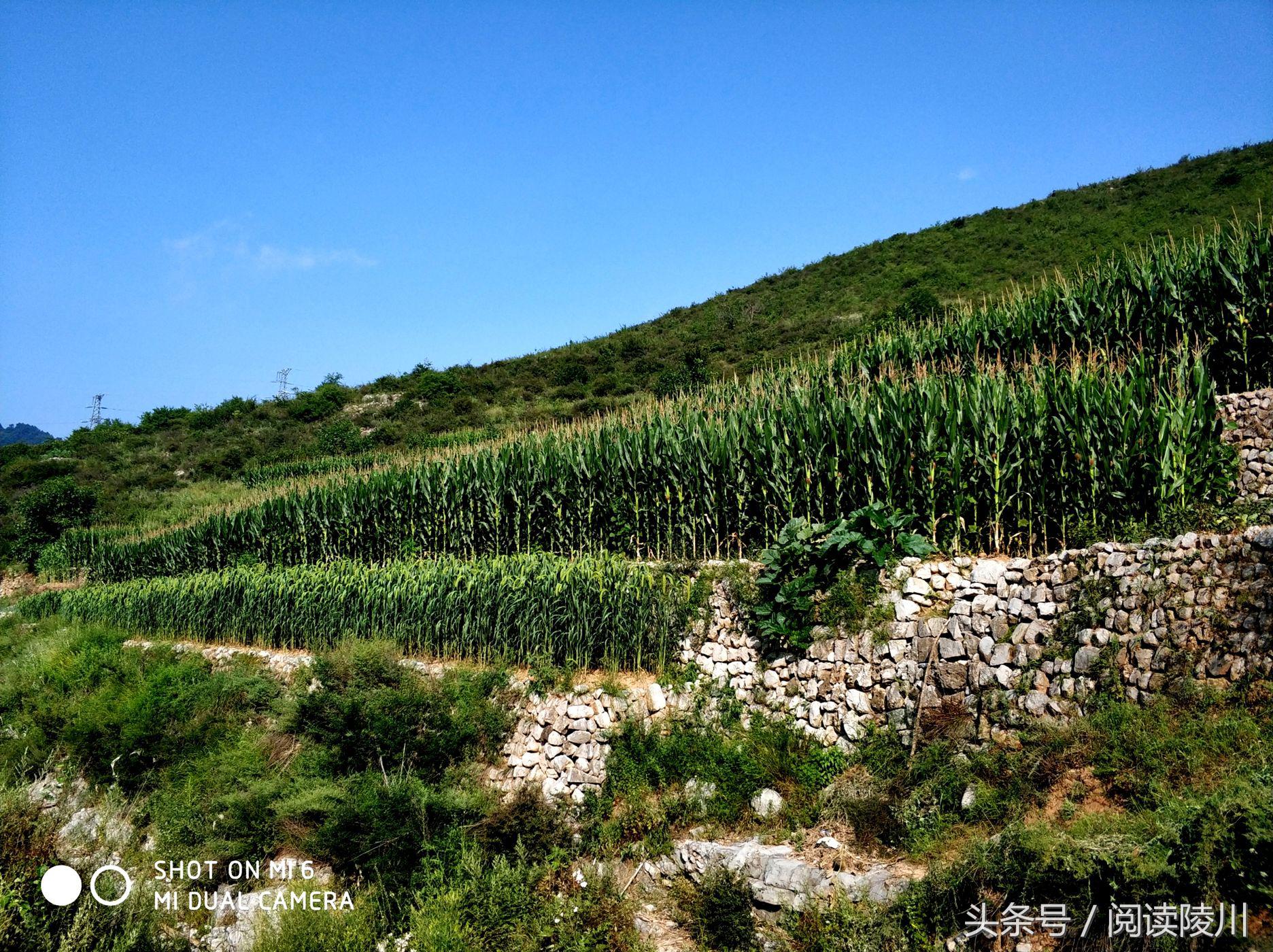 小乡村的夏天安静又惬意,陵川夏天生活
