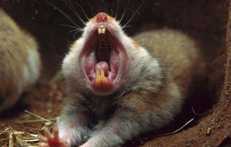 仓鼠磨牙用什么最好,仓鼠怎么磨牙才正确