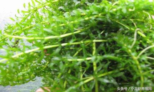 小龙虾伊乐藻春季管理,轮叶黑藻养殖小龙虾技术管理