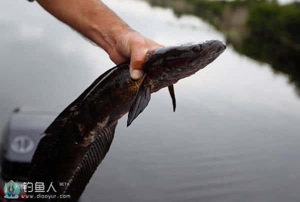 比较常见的几种淡水鱼区别,常见的淡水鱼介绍