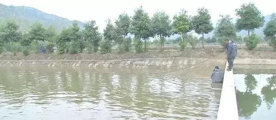 夏季鱼塘鱼都死了怎么办,下雨时鱼塘怎么管理鱼多