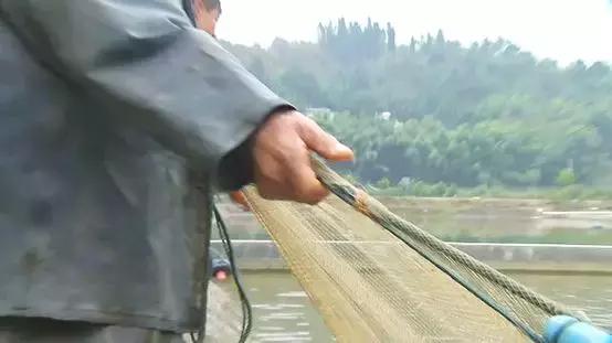 夏季鱼塘鱼都死了怎么办,下雨时鱼塘怎么管理鱼多