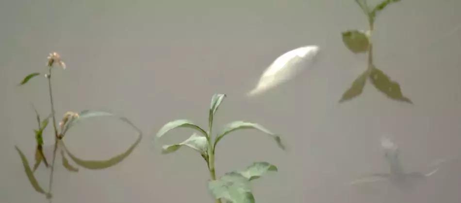 鱼塘养鱼怎么防死,阴雨天鱼塘管理