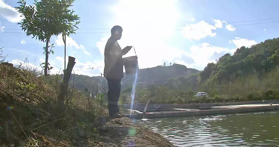 鱼塘养鱼怎么防死,阴雨天鱼塘管理