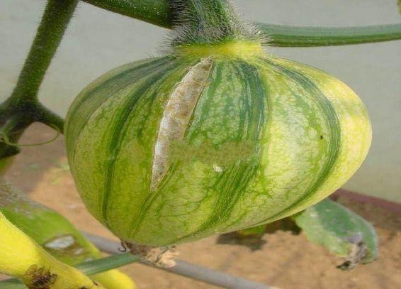 板栗南瓜长不大就掉了,南瓜结的小瓜长不大就掉怎么回事