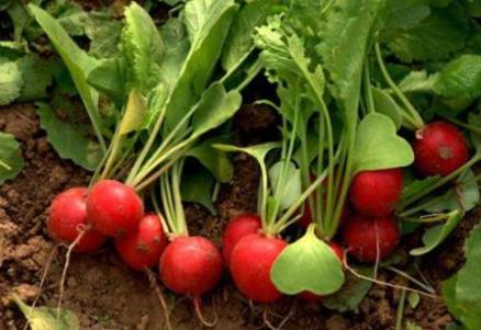 小萝卜赚了多少钱,今年种萝卜能赚钱吗