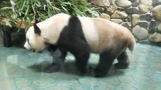 西安出发4小时避暑胜地,西安熊猫谷旅游