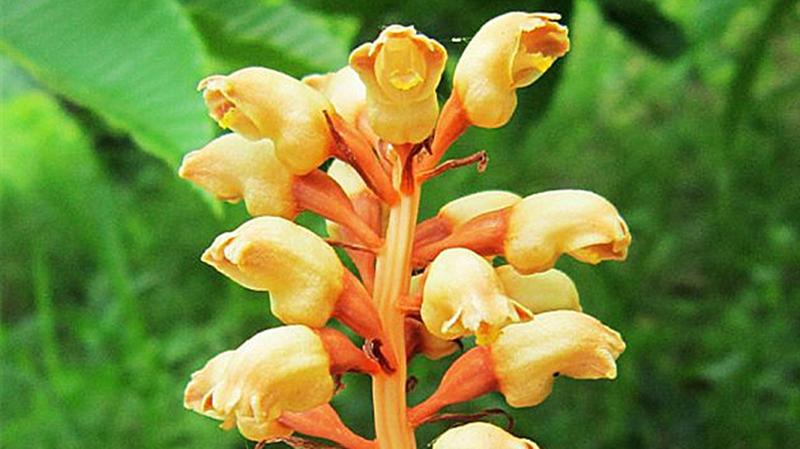 这些美丽的兰花你见过几种,四种兰花哪个珍贵些好看