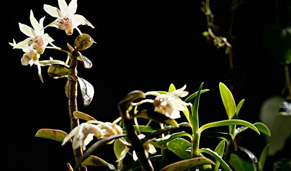 这些美丽的兰花你见过几种,四种兰花哪个珍贵些好看