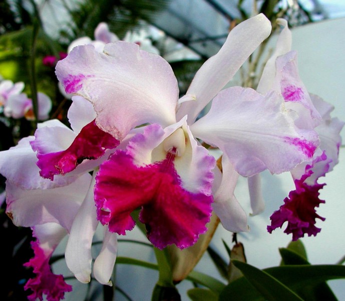 这些美丽的兰花你见过几种,四种兰花哪个珍贵些好看