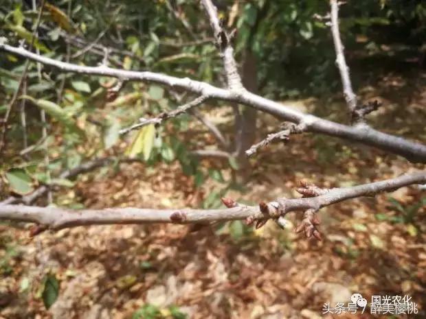 夏天高温对樱桃树的影响,高温对樱桃幼果期的影响