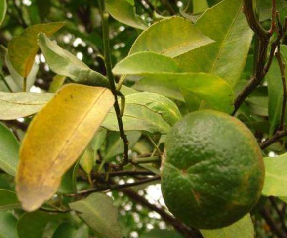 广西柑橘黄龙病在可控范围吗,柑橘黄龙病注射药物治疗方法