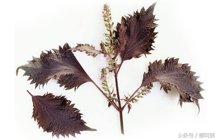 柳州螺蛳粉汤调料,柳州螺蛳粉汤料配方供应商