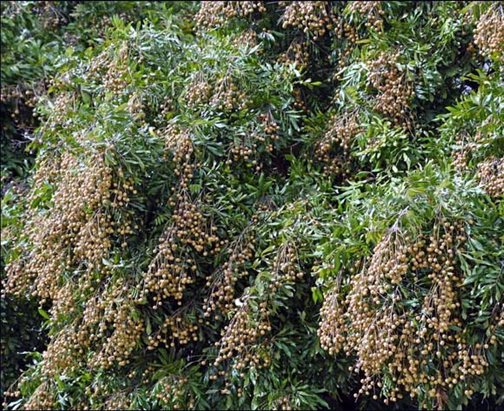 2018年广西荔枝滞销,广西龙眼滞销