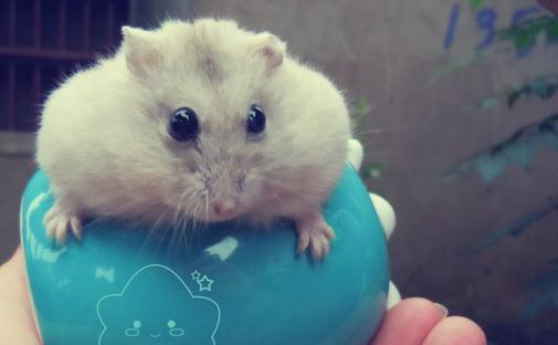 关于布丁鼠，你有多少了解？该怎样照顾呢？