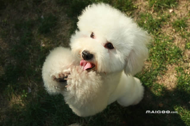 2023年最受欢迎的宠物狗排名,中国最受欢迎的十大宠物狗排行榜