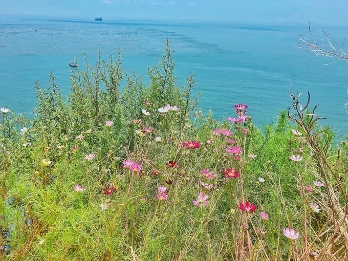枸杞岛民宿攻略,体验枸杞岛独特的度假风情