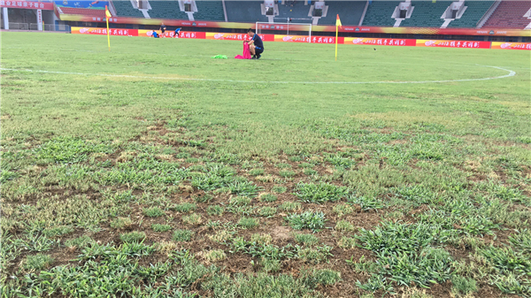 河南建业足球草皮,河南建业草皮