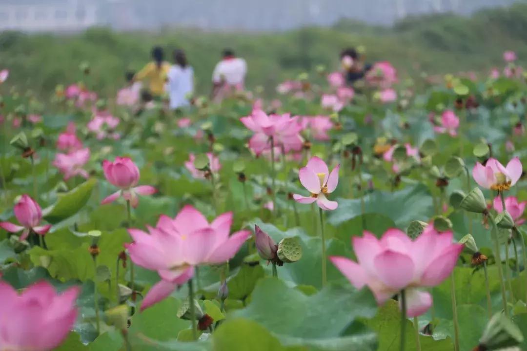 「老赵说事」身在明港感受美丽乡村的变迁