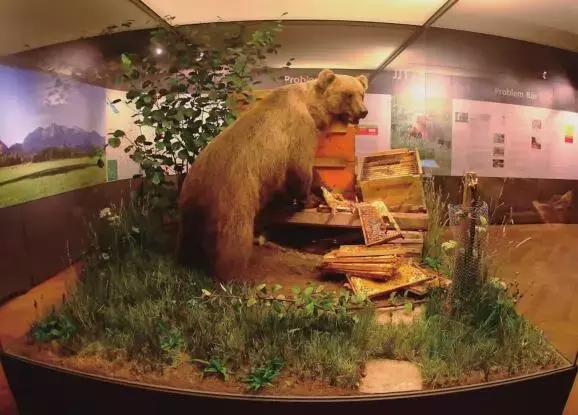 东非动物大迁徙记录完整版,东非野生动物大迁徙纪录片