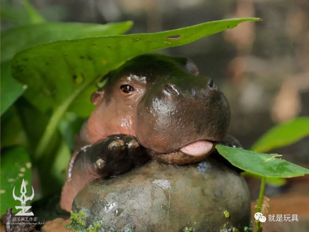 这只网红河马比你家喵星人都可爱!