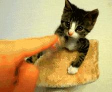 「喵百科」从胡须、耳朵、尾巴看透猫在想什么！