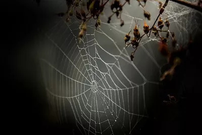 有多少大学生在网上招聘被骗,31名大学生求职被骗