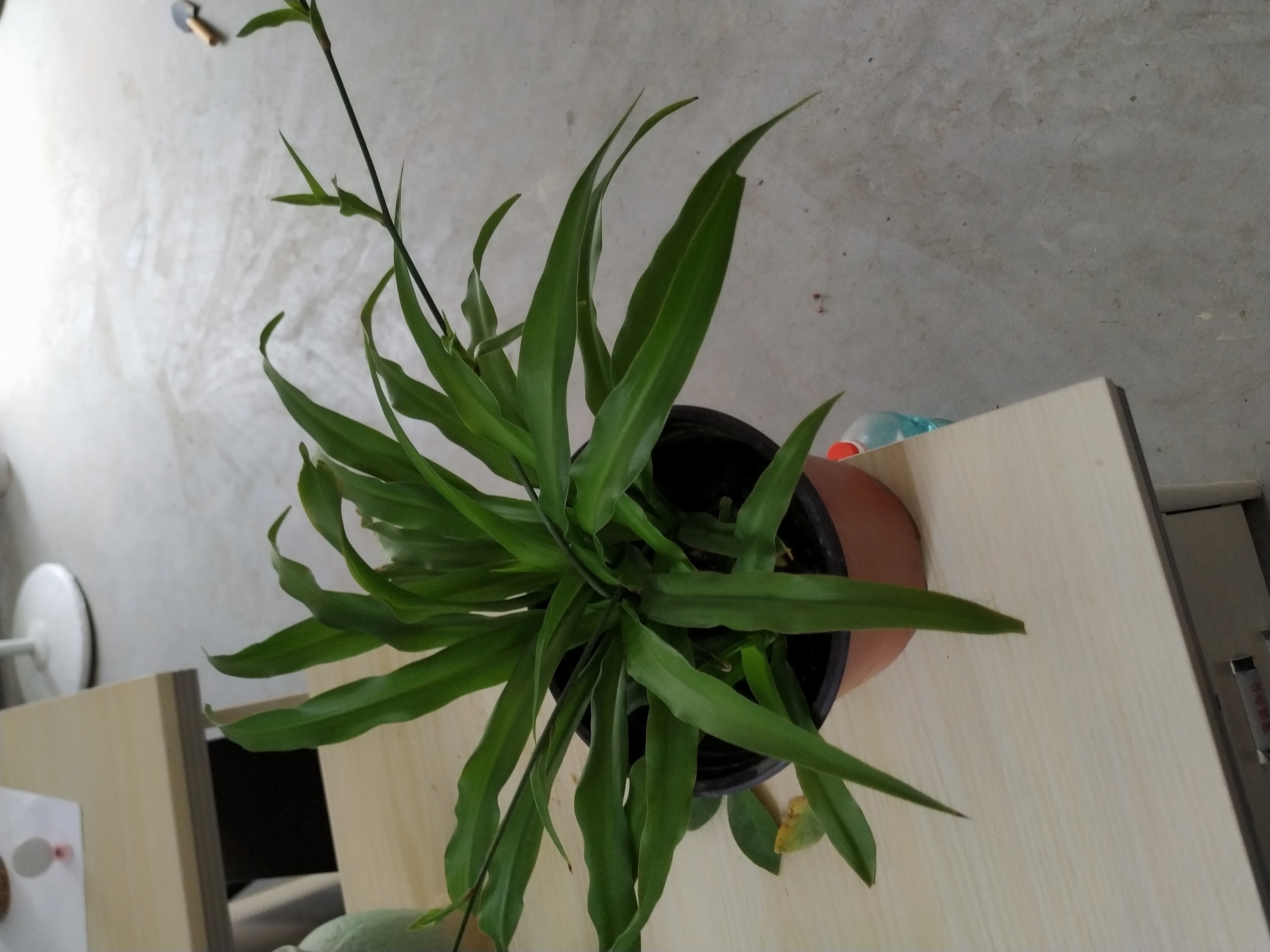 吊兰干尖焦枯怎么治疗,金边吊兰黄叶干尖怎么办