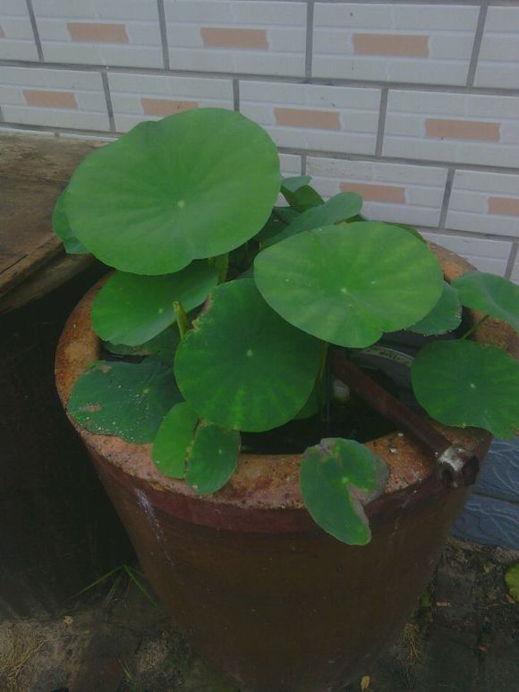 为了种花，老婆把老家的水缸偷来了，骗老妈说腌咸菜！