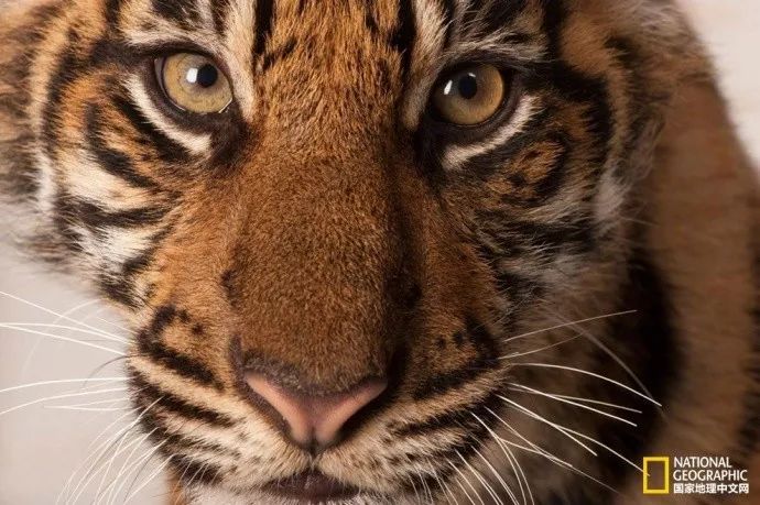 国家地理历史解密,国家地理老虎的复仇