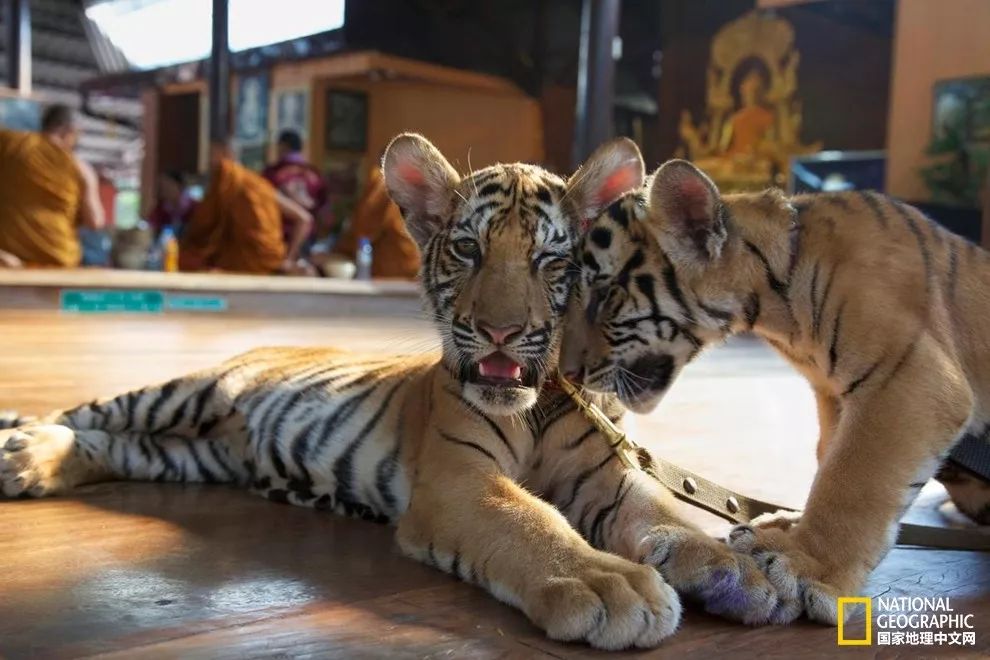 国家地理历史解密,国家地理老虎的复仇