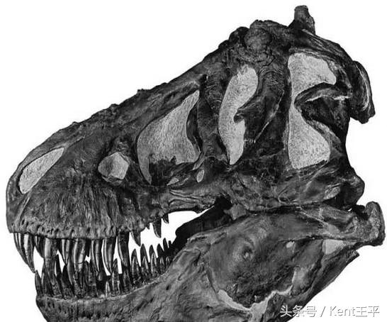 霸王龙的天敌食肉恐龙,巨型食肉牛龙对战霸王龙