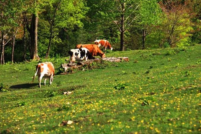 吉林东部边境小城,吉林十佳避暑城市