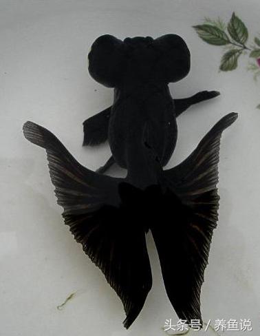 如何养金鱼才会养得好,金鱼怎么养最简单方法