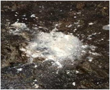 母猪石灰尿处理方法,母猪石灰尿原因及解决办法