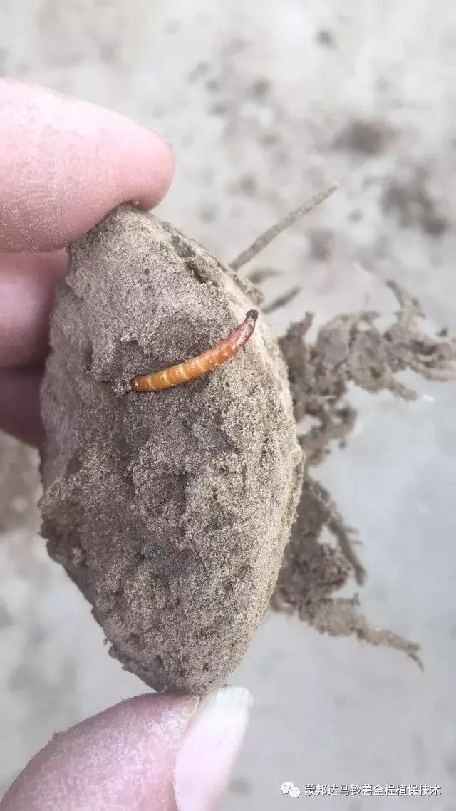 马铃薯苗期预防哪些病虫害,马铃薯生长期怎么防病