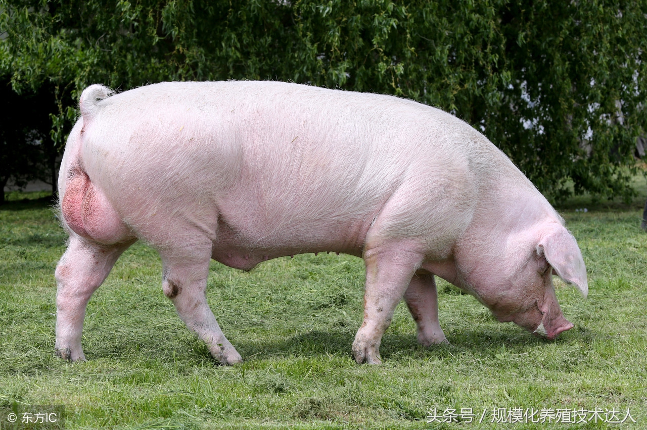 新建养猪场土地手续申请流程,新建猪场审批手续