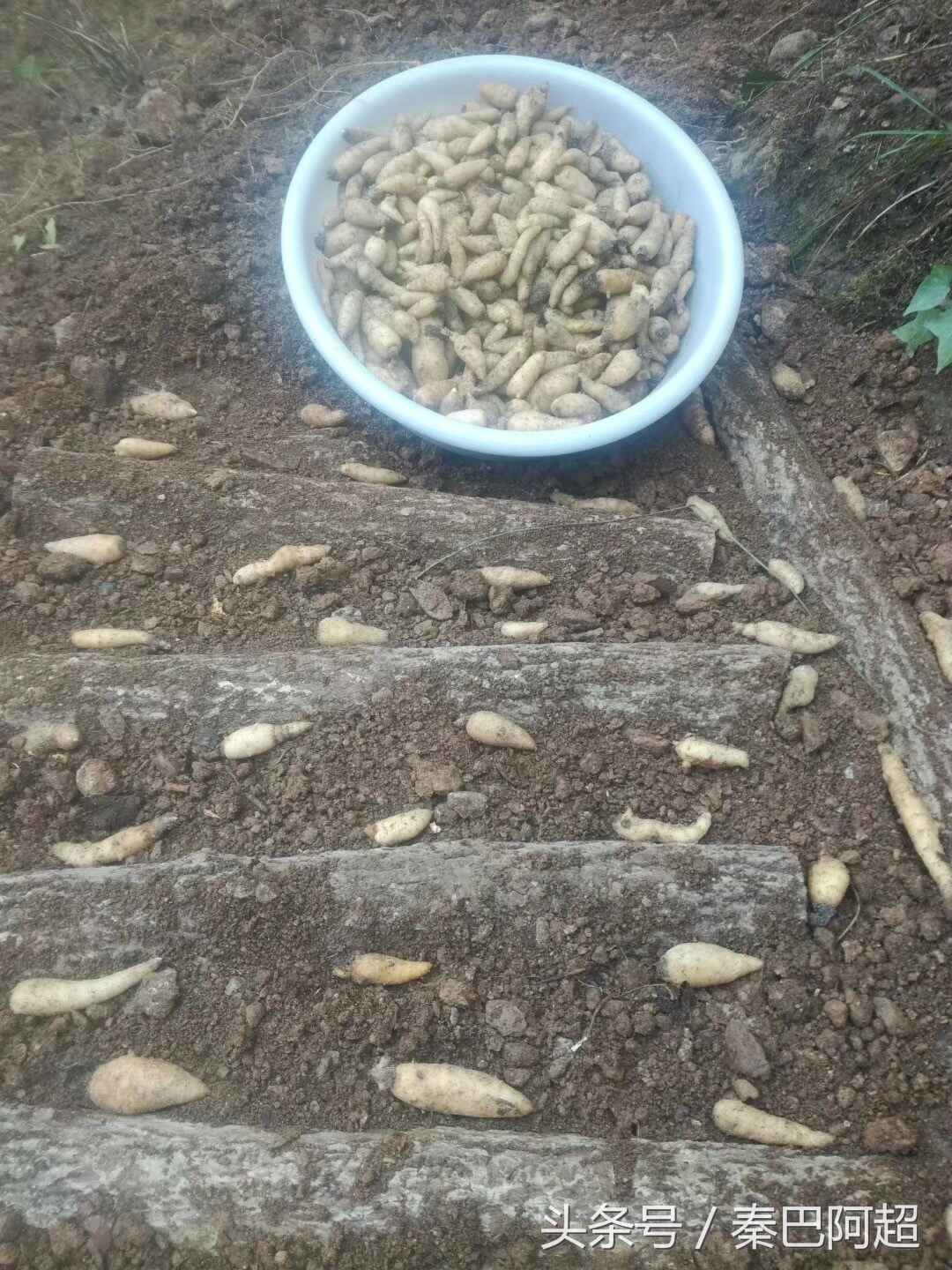 小草坝云南最美的天麻之乡,带你走进云南天麻之乡