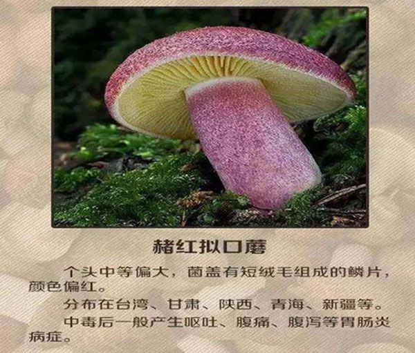 野生菌不知道有没有毒,野生菌有毒无毒的识别