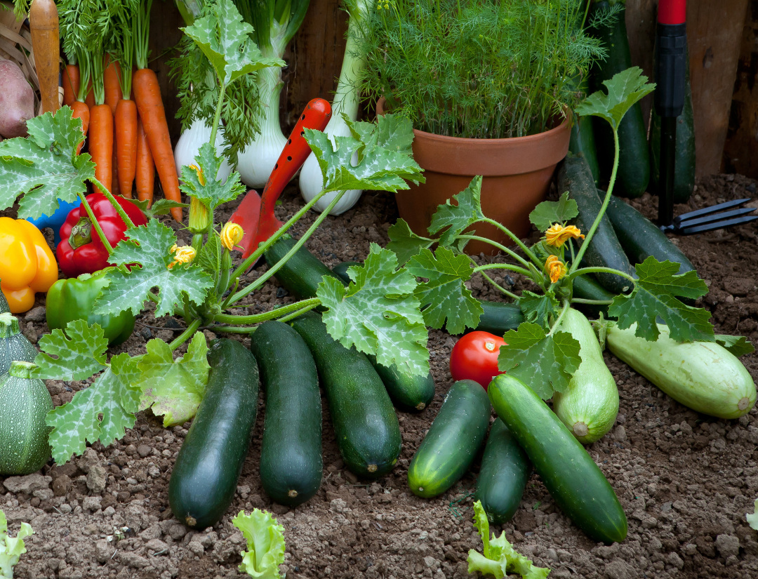 中暑喝什么花茶解暑,中暑花茶
