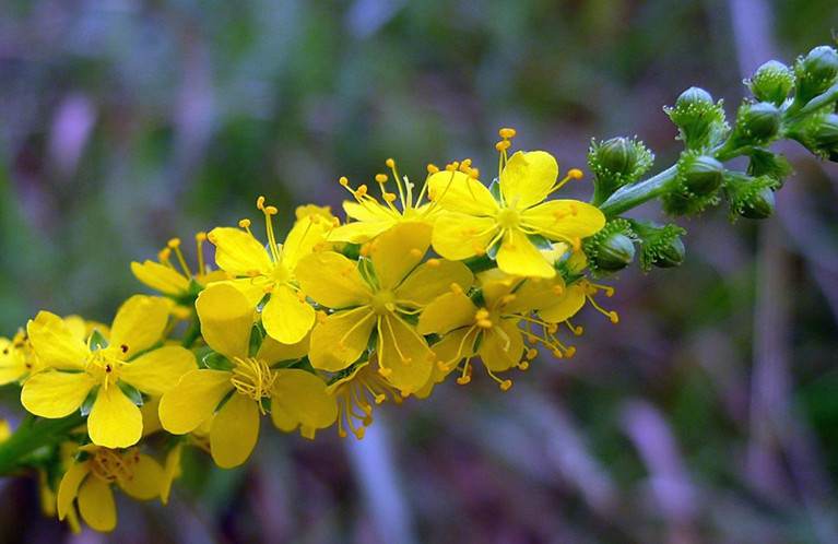 什么野草对男性最好,野草用什么药可以除掉