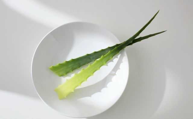 养殖的芦荟叶尖发黄干瘪怎么解决,家里的芦荟如何处理才能用