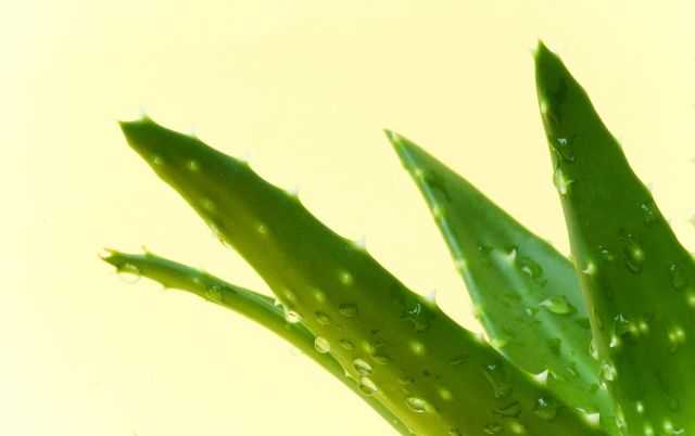 养殖的芦荟叶尖发黄干瘪怎么解决,家里的芦荟如何处理才能用