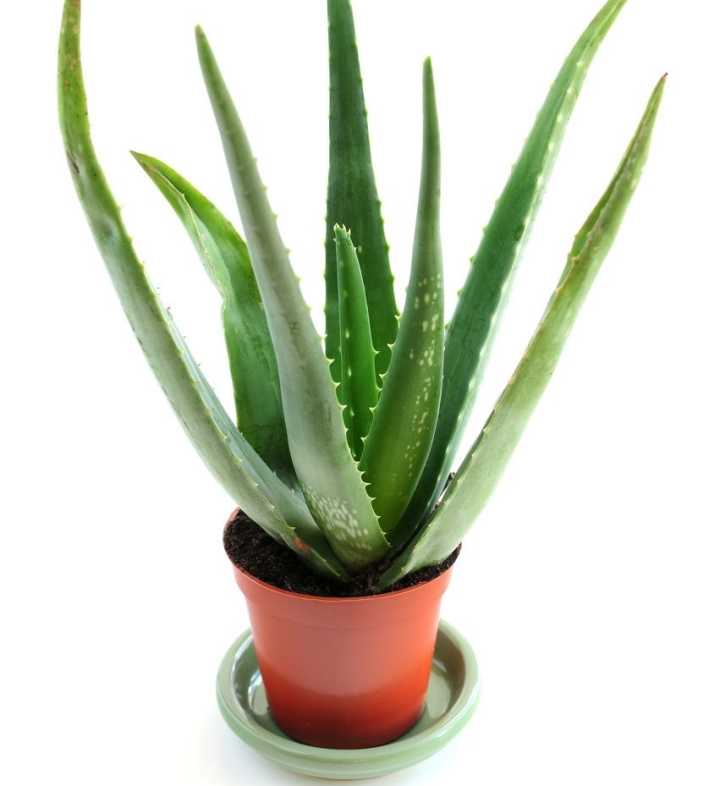 养殖的芦荟叶尖发黄干瘪怎么解决,家里的芦荟如何处理才能用